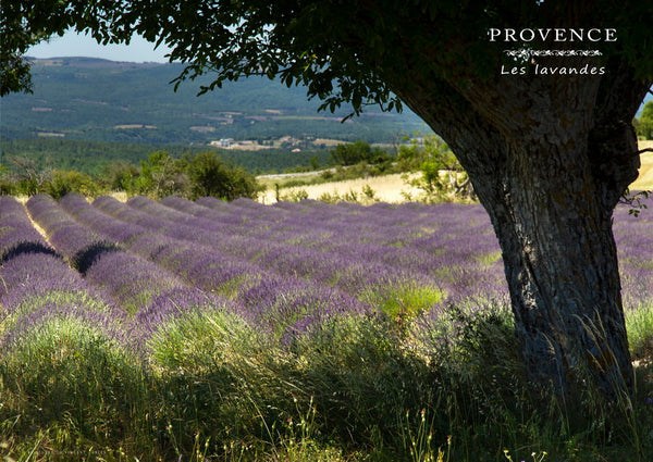 Champ de lavandes près de Ferrassières, en Drôme Provençale