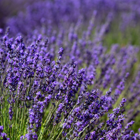 Lavandes de Provence dans le Luberon