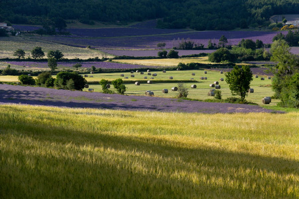 Champs de lavandes de la plaine de Sault
