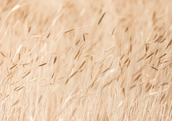 Champ de Petit épeautre à Ferrassières en Drôme Provençale
