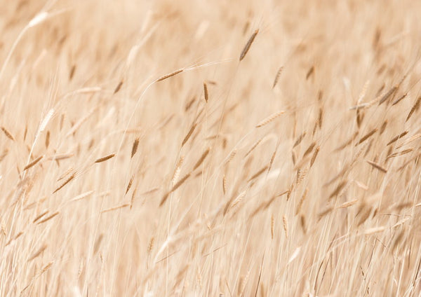 Champ de Petit épeautre à Ferrassières en Drôme Provençale