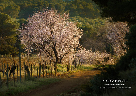 Amandiers dans la vallée des Baux-de-Provence