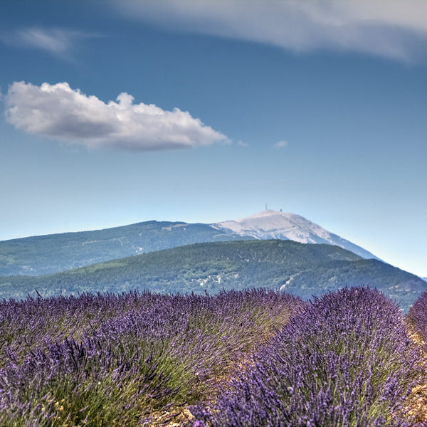 Le mont Ventoux et les lavandes de Provence