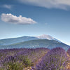 Le mont Ventoux et les lavandes de Provence