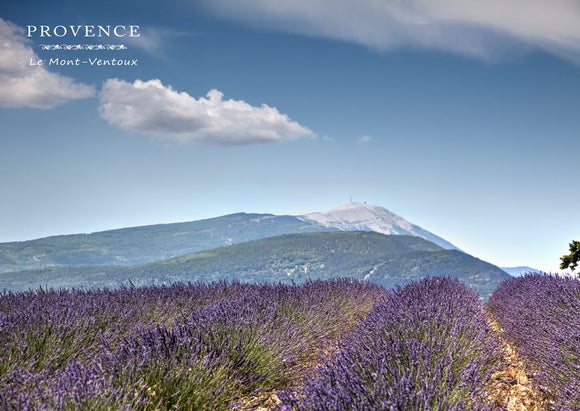Le Mont ventoux vu d’un champ de lavande près de Ferrassières