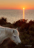 Cartes postale : Cheval camargue au coucher du soleil au bord de l'étang de Vaccarès