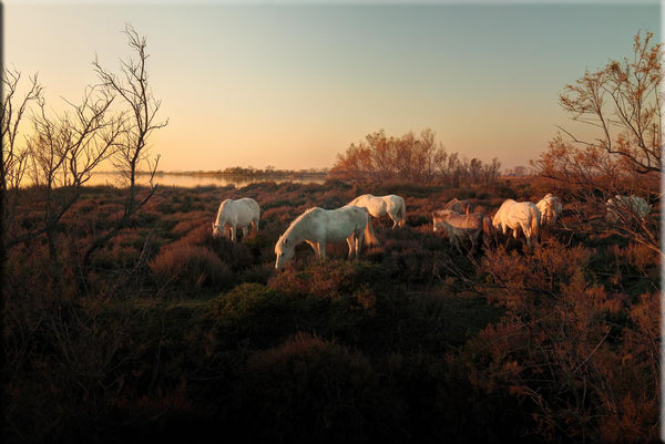 Chevaux de Camargue au bord de l'étang de Vaccarès. Photographie de Vincent Recordier