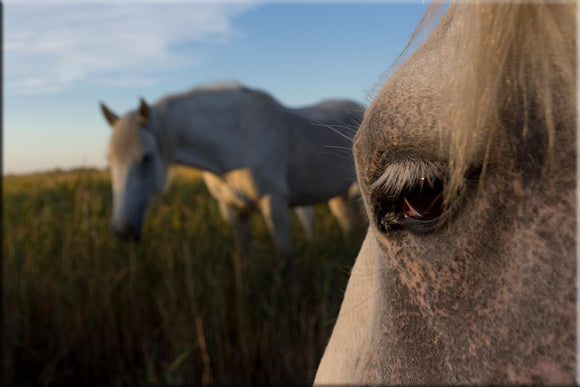Deux chevaux sauvages de Camargue dans leur marais