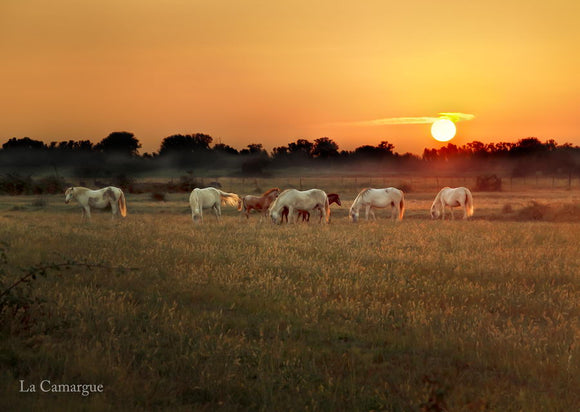 Cartes postale : Troupeau de chevaux Camargue au coucher du soleil