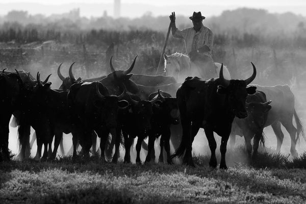 Gardian et son troupeau de taureaux. Photographie de Vincent Recordier