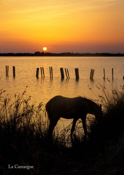 Cartes postale : Poulain camargue au coucher du soleil au bord de l’étang de Ginès. Saintes Maries de la Mer
