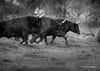 Cartes postale : trois taureaux de course Camarguaise