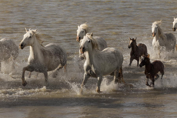 Troupeau de chevaux Camargue au galop dans l'étang