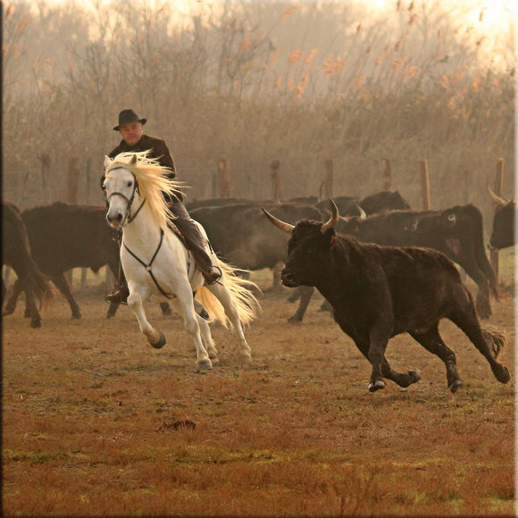 Gardian à cheval triant un taureau de course Camarguaise