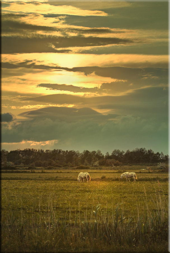 Chevaux Camargue dans une prairie au couchant