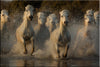 Troupeau de chevaux de Camargue au galop dans un marais. Photographie de Vincent Recordier