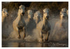 Troupeau de chevaux Camargue au galop dans les marais
