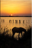 Poulain Camargue au bord de l'étang de Ginès, au coucher du soleil