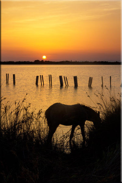 Poulain Camargue au bord de l'étang de Ginès, au coucher du soleil